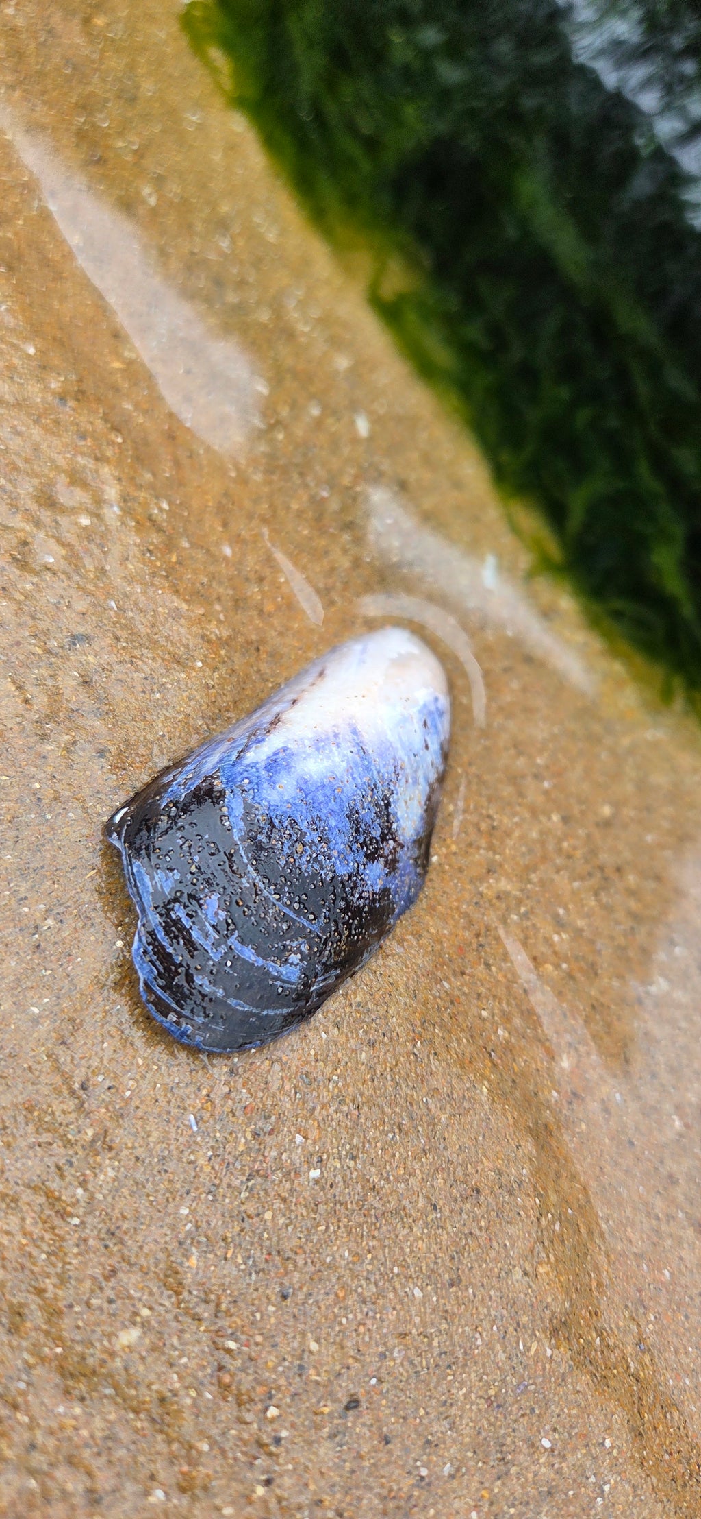 Shoreline Mussel Shell Coaster